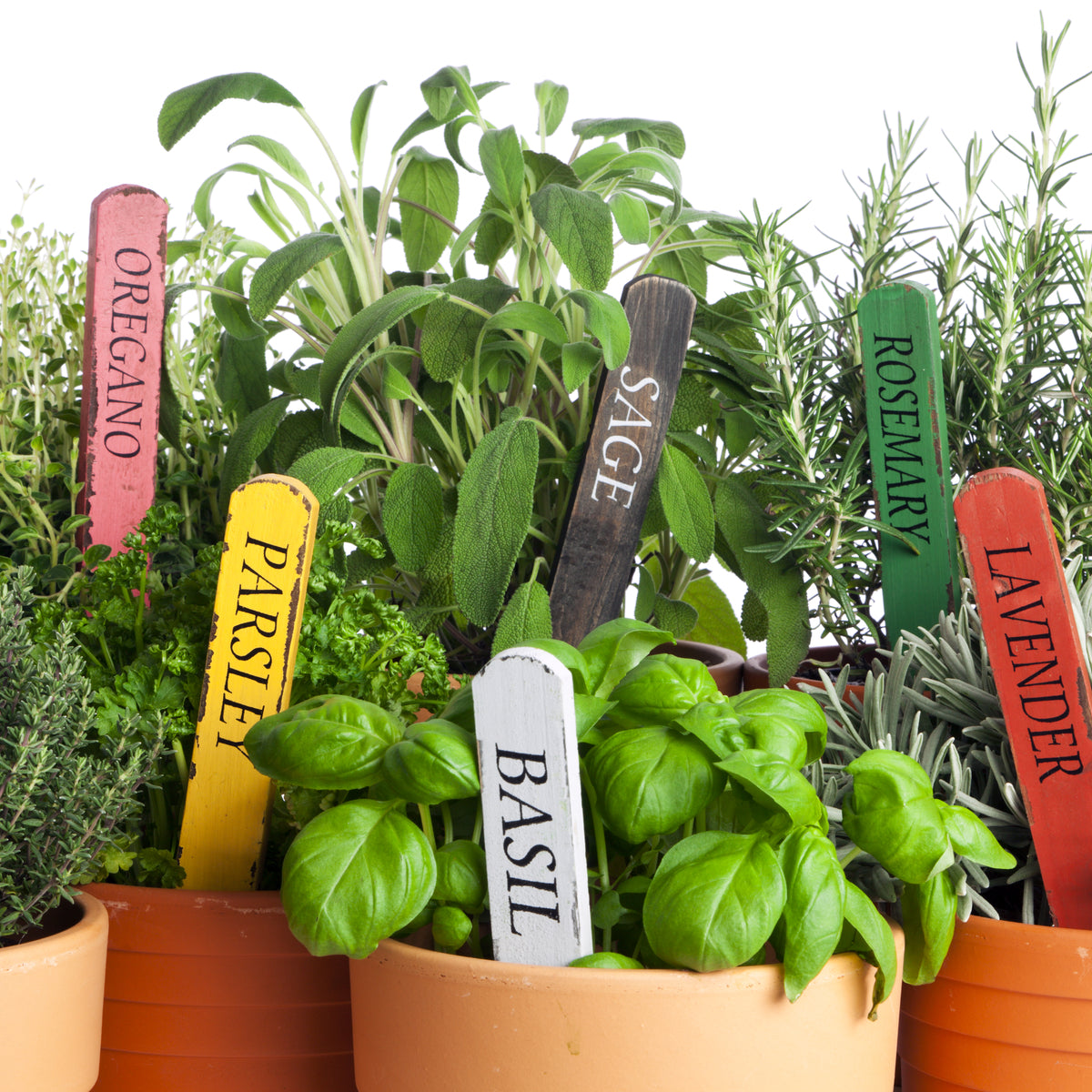 Elevate Your Cooking Experience with an Herb Garden