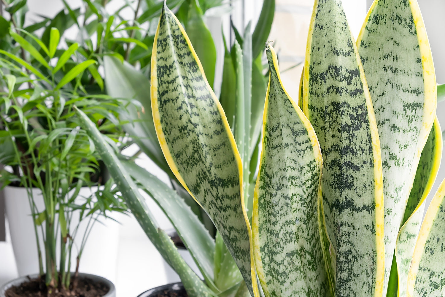 A Beginners Guide to Starting an Indoor Jungle With Houseplants