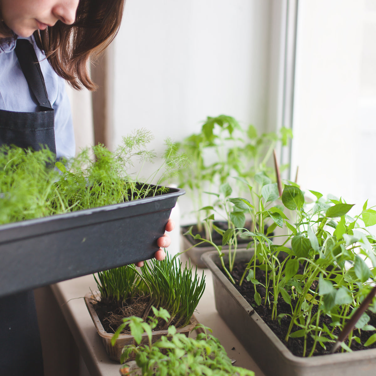 I. Introduction to Indoor Gardening Techniques
