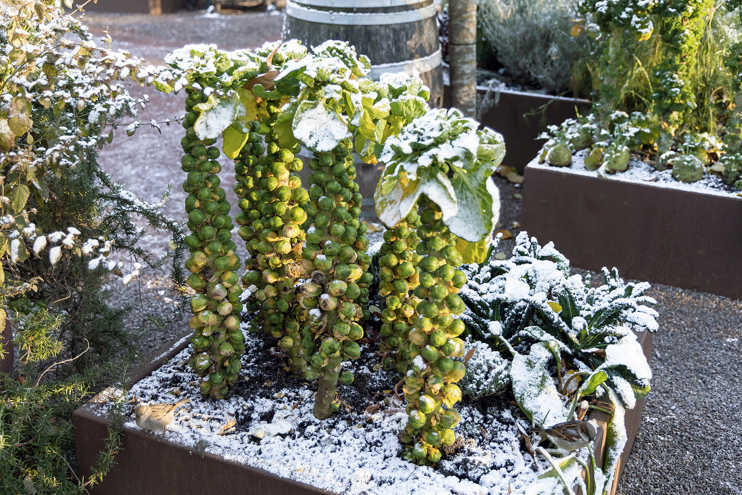 Tips and Tricks for a Thriving Garden - Even in Winter